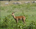 Female impala, Lake Nakuru National Park, Kenya